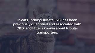 Renal Transporter Genes and Uremic Toxins in Aging Cats with Chronic Kidney Disease | Aging-US