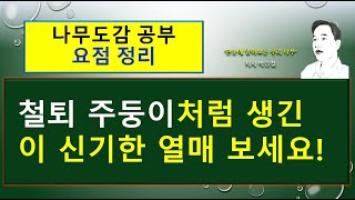 (요점 정리) 나도국수나무 vs 일본국수나무의  차이점을 요점 정리하였습니다.