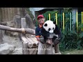 2016 06 09馬來西亞大熊貓暖暖收貓篇the giant panda nuan nuan