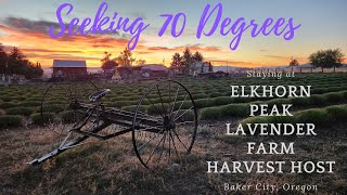 Aromatic Adventure: Elkhorn Peak Lavender Farm Harvest Host Tour