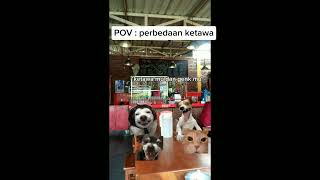 POV : Perbedaan ketawa #cat #kucinglucugemes #kucinglucujoget #funny #fyp