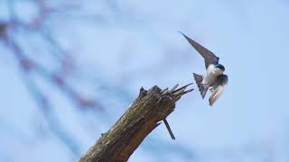 Birds of Windsor - Tree Swallows vs Bluebirds