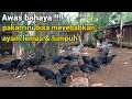 Peternak ayam kampung , pakan ini bisa menyebabkan kelumpuhan !!!