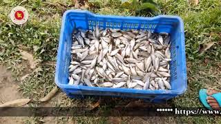 আধুনিক পদ্ধতিতে মলা মাছ চাষ, কম খরচে অধিক লাভ || Mola Fish || Farm Broadcast Service