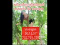 សុបិនឃើញ៖តោងឡើងដើមឈើ កាត់សុបិននិងលេខឆ្នោត khmer dream and lottery number