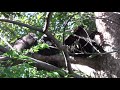 family of feeding choughs