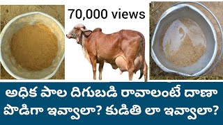 దాణా పొడిగా ఇవ్వాలా? కుడితి లా ఇవ్వాలా? concentrate mixture should be given dry or wet for good milk