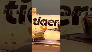 TigerAir 虎航B-50003