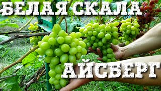 БЕЛАЯ СКАЛА И АЙСБЕРГ - НОВЫЕ ФОРМЫ ВИНОГРАДА