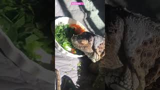 Flora the iguana enjoying her breakfast💗