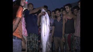 Giant 26 kg boal fish catch in river | Big boal fish catch in Bangladesh