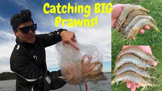 Cast-netting BIG PRAWNS with Terry Hitzke!