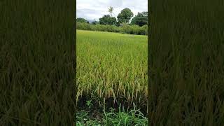 READY TO HARVEST RICE