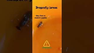 Dragon Fly Larvae #guppy #guppyfarm #guppyfish #kerala #keralaguppyfarm #fishsale #guppybreeding