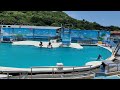 2022 07 11 野柳海洋世界海豚秀 1 yehliu ocean world dolphin show 1