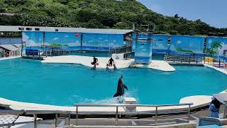 2022/07/11 野柳海洋世界海豚秀(1) / Yehliu Ocean World dolphin show 1