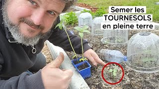 Semer les TOURNESOLS directement en pleine terre 🌻『TUTO』