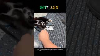 지하철에서 만난 친화력 만렙 고양이 ㅋㅋㅋ