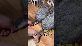 토끼 꼬리는 둥글다?! NO 실제 토끼 꼬리 보여드립니다 #bunny #pet #웃긴영상 #토끼 #토끼집사