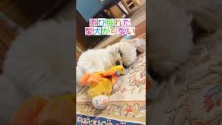 遊び疲れた愛犬が可愛すぎる#シーズー #犬のいる暮らし #癒し