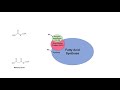 fatty acid synthesis pathway overview enzymes and regulation