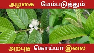 கொய்யா இலையின் அபூர்வ மருத்துவ பயன்கள் | Home remedies in tamil | guava leaf |