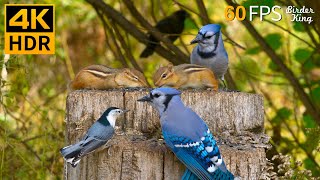 Cat TV for Cats to Watch 😺 Pretty Birds Chipmunks Squirrels 🐿 8 Hours 4K HDR 60FPS