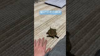 かけひき　#イシガメ  #cuteanimals #カメのいる暮らし