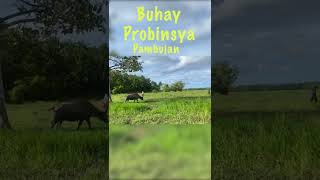 Probinsya Life in Pambujan, Northern Samar #Shorts