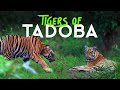 Big Cats of Tadoba - 4K Video Hindi | हिन्दी