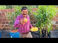 വർഷം മുഴുവൻ ചക്ക ഇനി ഡ്രമ്മിൽ കായ്ക്കും 😳 jackfruit farming