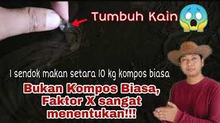 Biang Kompos fase akhir, seindah lukisan !!!!