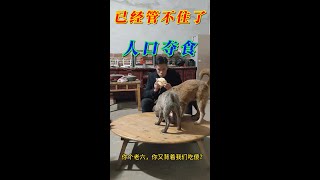 【貓狗總動員】已经欺到主人身上了，看看土猎的人口夺食#田园犬#狗狗乐趣#the joys of raising a dog