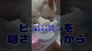 そこを舐める猫  #shorts #猫 #cat #ビニール袋 #高齢猫