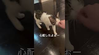 #猫のいる暮らし #人間みたいな猫 #cat #short