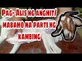 Pag alis ng anghit/ Mabahong  parti ng Kambing