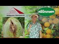 ep250 คลินิกเกษตร แมลงศัตรูทำลายผลมะม่วง