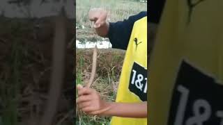 NANGKAP BELUT LUMAYAN TARIKAN NYA#shorts