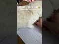 勉強を邪魔する猫😅（a cat that interferes with studying） ラグドール 子猫 猫 ペット 癒し shorts