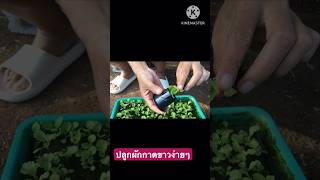 ปลูกผักกาดขาวง่ายๆไม่ต้องรดน้ำ/ผักกาดขาวในกล่องโฟม #am farm#ผักไฮโดรโปนิกส์ #ผักกาดขาว #ผักไทย