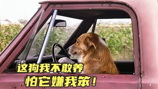 這狗太聰明了，開車，越獄，撩妹樣樣精通《靈犬賓果》