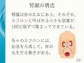 心臓を守る健康レシピ6 1　「心腎連関～腎臓を守ろう～」