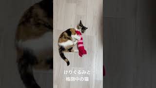 けりぐるみと格闘中の猫〈マンチカンもも〉#shorts #cat #猫 #かわいい #癒し #けりぐるみ