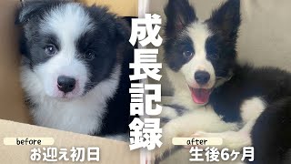 毛玉だった子犬が驚異的なスピードで大きくなりました【お迎え初日から生後半年までのボーダーコリー成長記録】