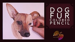 Drawing Realistic Dog Fur with Colored Pencil