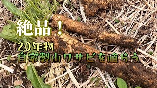 【家庭菜園】自家製春の旬野菜を食す2023【山ワサビ】絶品！20年物の自家製山ワサビを喰らう。めちゃくちゃ辛くておいしゅうございました。