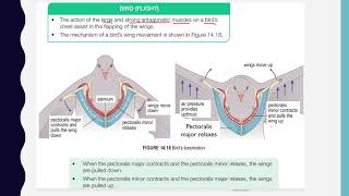14.3 Locomotion in a Bird (endoskeleton)