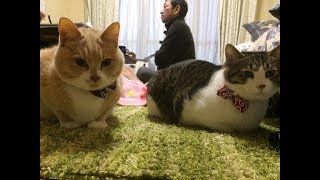 【猫の喧嘩】逃げまくる♂猫だいず