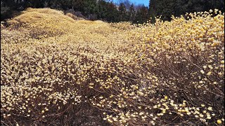 屋敷山ミツマタ群生地（24 04 02）