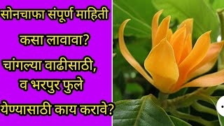 सोनचाफा कसा लावावा? काळजी कशी घ्यावी ||Campaflower grow \u0026care in marathi ||SP GARDENING MARATHI